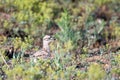 Eurasian Stone-curlew Burhinus oedicnemus chick in the wild Royalty Free Stock Photo