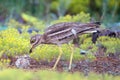 Eurasian stone curlew Burhinus oedicnemus with his Chicks. Royalty Free Stock Photo