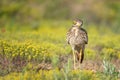 Eurasian stone curlew Burhinus oedicnemus walks on a beautiful background Royalty Free Stock Photo