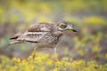 Eurasian stone curlew Burhinus oedicnemus walks on a beautiful background Royalty Free Stock Photo