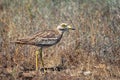 Eurasian stone curlew Burhinus oedicnemus walks on a beautiful background Royalty Free Stock Photo