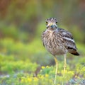 Eurasian stone curlew Burhinus oedicnemus walks on a beautiful background Royalty Free Stock Photo