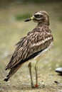 Eurasian stone curlew (Burhinus oedicnemus). Royalty Free Stock Photo