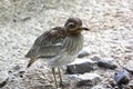 Eurasian stone curlew Burhinus oedicnemusor Eurasian thick-knee. Wild life animal.