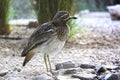 Eurasian stone curlew Burhinus oedicnemusor Eurasian thick-knee. Wild life animal.