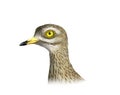 Eurasian stone-curlew