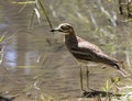 Eurasian stone curlew