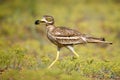 Eurasian stone curlew with prey on a beautiful background