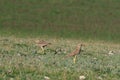 Stone curlew, pair.