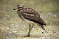 Eurasian stone curlew (Burhinus oedicnemus). Royalty Free Stock Photo