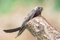 Eurasian Swift / Apus apus Royalty Free Stock Photo