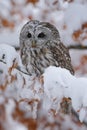 Eurasian Tawny Owl siting on the orange oak branch with snow