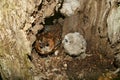 Eurasian Tawny Owl, strix aluco, Adult with Chick at Nest, Normandy Royalty Free Stock Photo