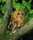 Eurasian Tawny Owl, strix aluco, Adult standing on Branch Royalty Free Stock Photo