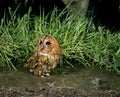 Eurasian Tawny Owl, strix aluco, Adult standing in Puddle Royalty Free Stock Photo