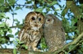 Eurasian Tawny Owl, strix aluco, Adulte with Chick Royalty Free Stock Photo