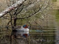 Eurasian Teal - Anas crecca