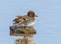 Eurasian Teal - Anas crecca at rest on a rock. Royalty Free Stock Photo