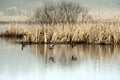 Eurasian Teal (Anas crecca) Royalty Free Stock Photo