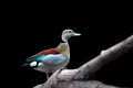 Eurasian teal Royalty Free Stock Photo