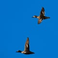 The Eurasian teal, common teal, or Eurasian green-winged teal Anas crecca wintering in Italy. Royalty Free Stock Photo