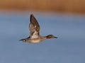 Eurasian Teal