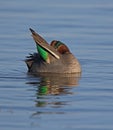 Eurasian Teal