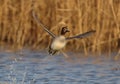 Eurasian Teal