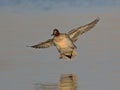 Eurasian Teal