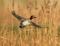 Eurasian Teal Royalty Free Stock Photo