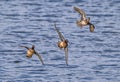 Eurasian Teal in Flight Royalty Free Stock Photo