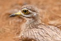 Eurasian Thicknee, Burhinus oedicnemus, in Ranthambore national park, India, Asia. Stone nature habitat. Detail portrait of bird w Royalty Free Stock Photo