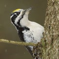 Eurasian three-toed woodpecker (Picoides tridactylus) male closeup peeking behind a tree.