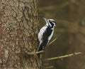 Eurasian three-toed woodpecker (Picoides tridactylus) male in the spruce forest in winter Royalty Free Stock Photo