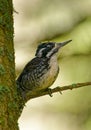 Eurasian Three-toed Woodpecker - Picoides tridactylus medium-sized woodpecker, back and white with yellow head, living in forest