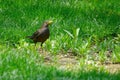 Eurasian Thrush Royalty Free Stock Photo