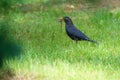 Eurasian Thrush Royalty Free Stock Photo