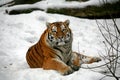 Winter picture of a Siberian Tiger Royalty Free Stock Photo