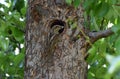 Eurasian torticollis bird on a tree trunk