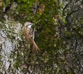 Eurasian tree creeper on a tree Royalty Free Stock Photo