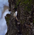 Eurasian tree creeper on a tree Royalty Free Stock Photo