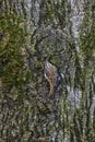 Eurasian tree creeper Certhia familiaris Royalty Free Stock Photo