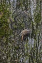 Eurasian tree creeper Certhia familiaris Royalty Free Stock Photo