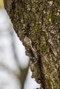 Eurasian tree creeper Certhia familiaris Royalty Free Stock Photo