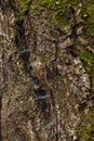 Eurasian tree creeper Certhia familiaris Royalty Free Stock Photo