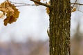 (Certhia familiaris) hides behind the tree