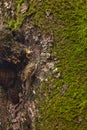 Eurasian tree creeper Certhia familiaris Royalty Free Stock Photo