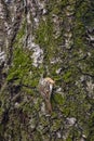 Eurasian tree creeper Certhia familiaris Royalty Free Stock Photo