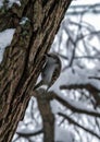 The Eurasian tree creeper common treecreeper climbing up the tree in winter park. Royalty Free Stock Photo