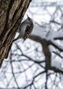 The Eurasian tree creeper common treecreeper climbing up the tree in winter park. Royalty Free Stock Photo